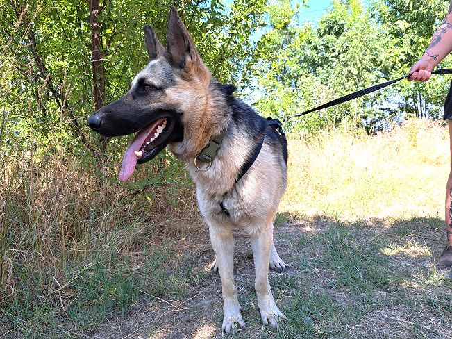 pfotenretterungarn Leo (7)