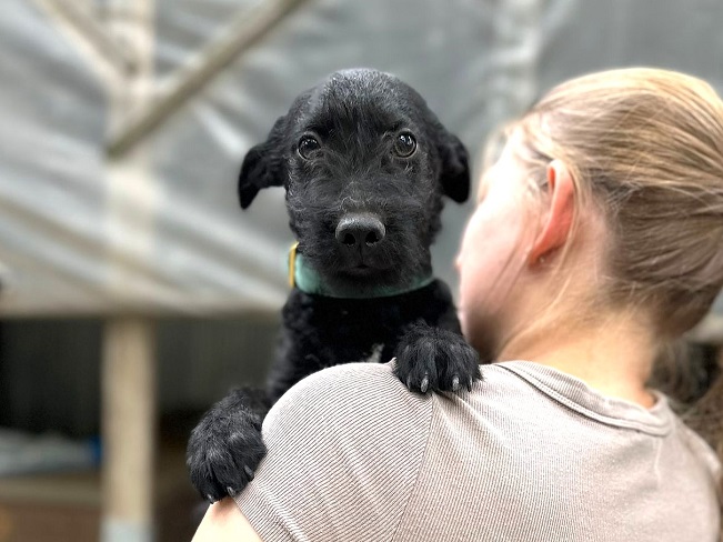 pfotenretterungarn Mickey (1)