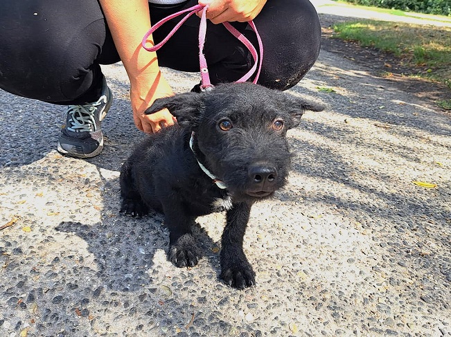 pfotenretterungarn Mickey (10)