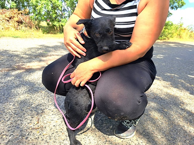 pfotenretterungarn Mickey (11)