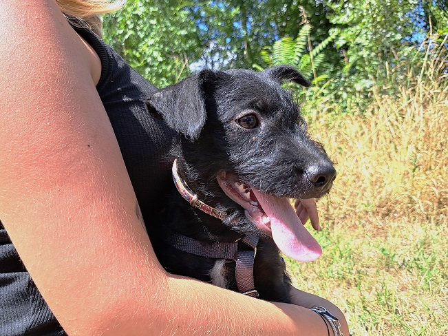 pfotenretterungarn Mickey (12)