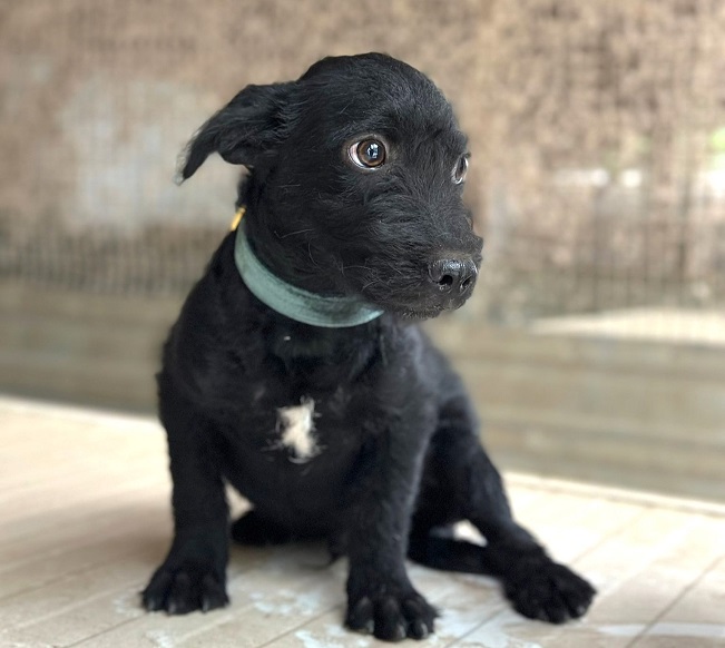 pfotenretterungarn Mickey (2)