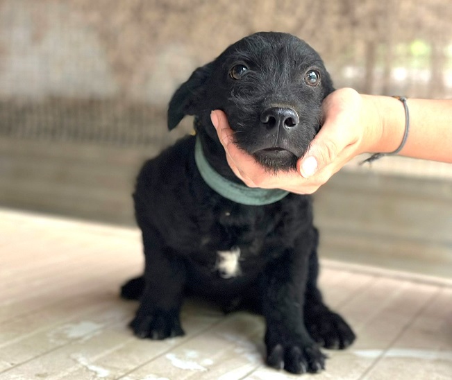 pfotenretterungarn Mickey (3)