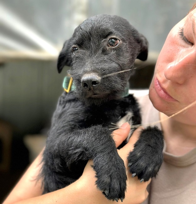 pfotenretterungarn Mickey (4)