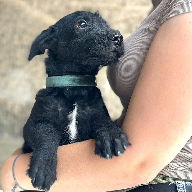 pfotenretterungarn Mickey (5)