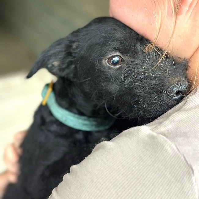 pfotenretterungarn Mickey (6)