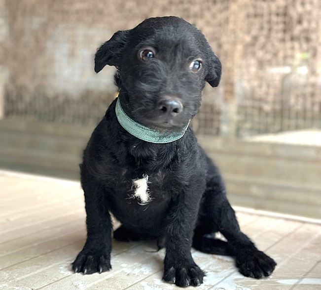 pfotenretterungarn Mickey (8)