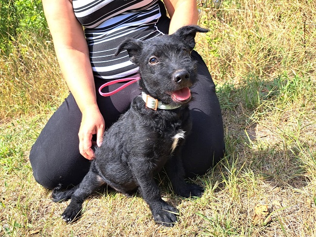 pfotenretterungarn Mickey (9)