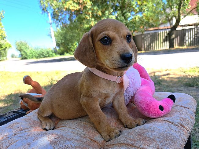 pfotenretterungarn Milka (2)