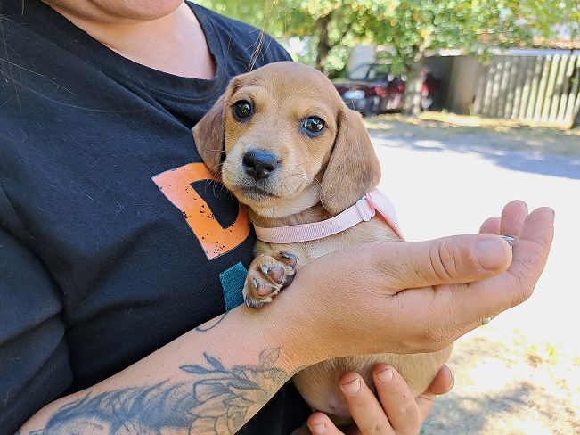 pfotenretterungarn Milka (3)