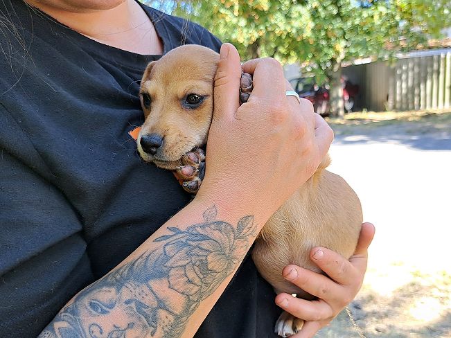 pfotenretterungarn Milka (4)