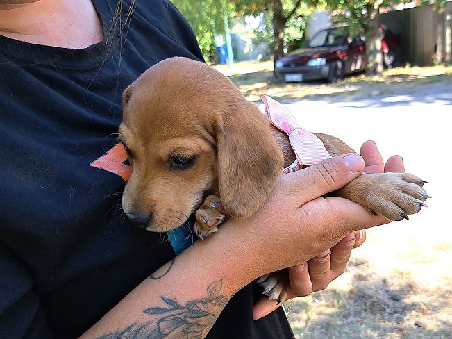 pfotenretterungarn Milka (5)