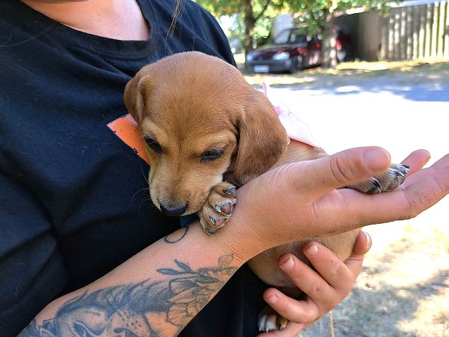 pfotenretterungarn Milka (6)