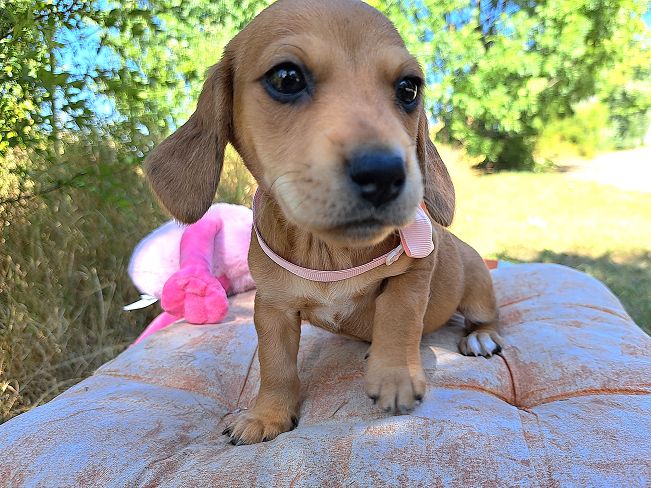 pfotenretterungarn Milka (7)