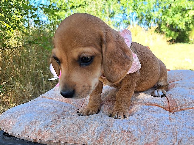 pfotenretterungarn Milka (8)