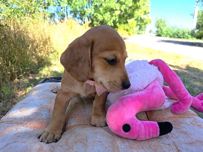 pfotenretterungarn Milka (9)