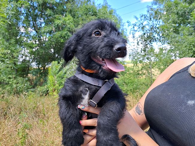 pfotenretterungarn Mogli (1)