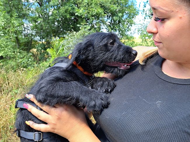 pfotenretterungarn Mogli (2)