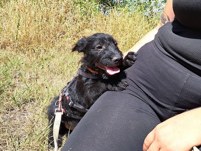 pfotenretterungarn Mogli (3)