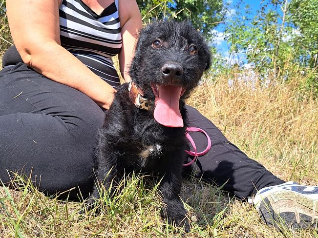 pfotenretterungarn Mogli (4)