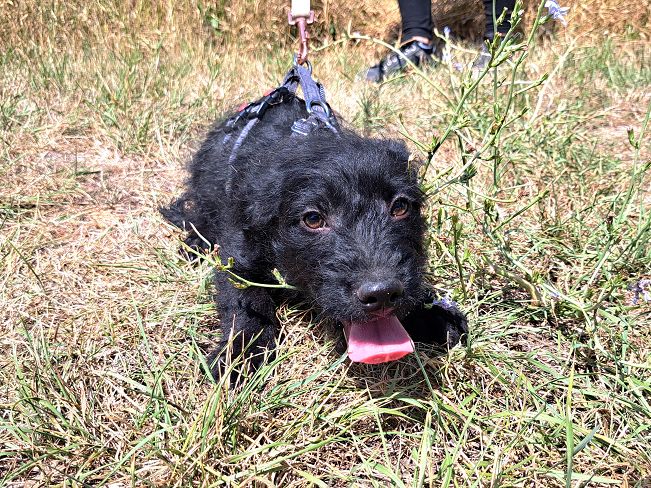 pfotenretterungarn Mogli (6)