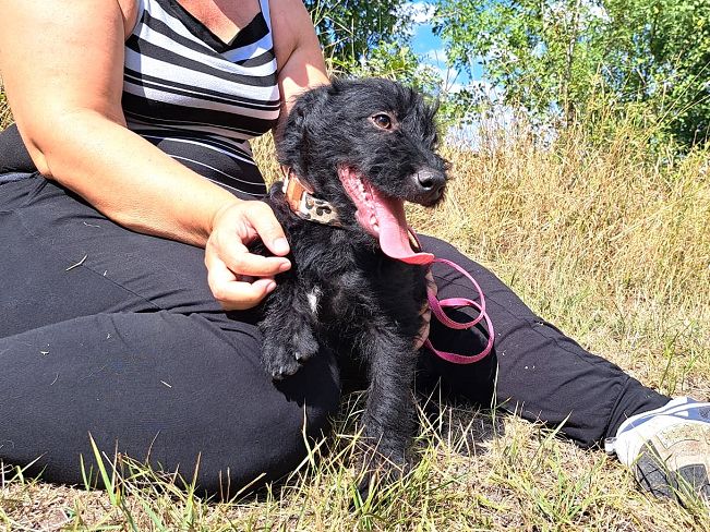 pfotenretterungarn Mogli (7)