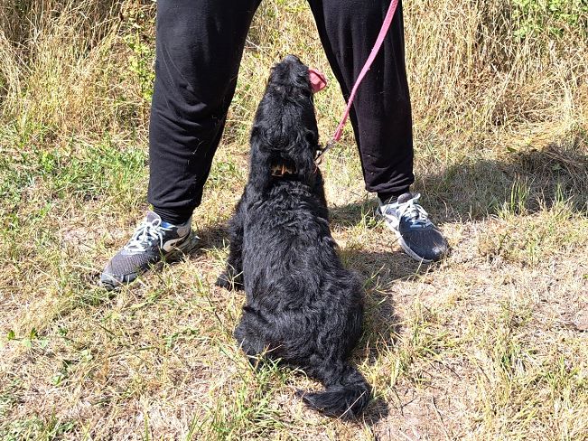 pfotenretterungarn Mogli (8)