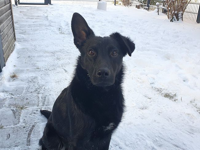 pfotenretterungarn Prince neu (1)