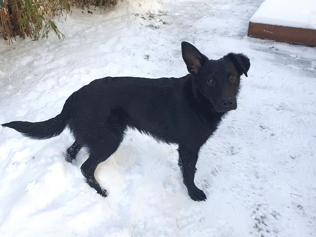 pfotenretterungarn Prince neu (10)