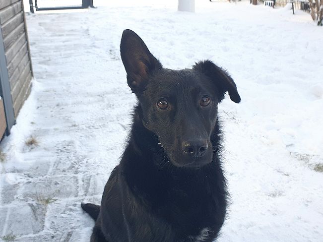 pfotenretterungarn Prince neu (11)