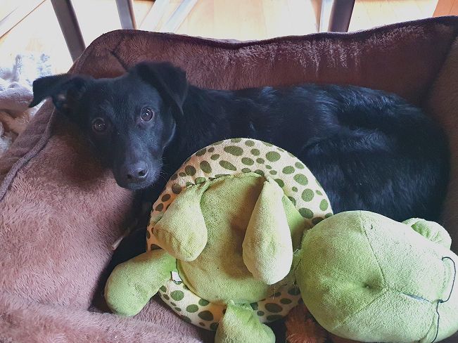 pfotenretterungarn Prince neu (12)