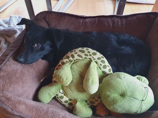 pfotenretterungarn Prince neu (13)