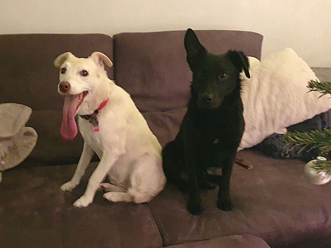 pfotenretterungarn Prince neu (14)