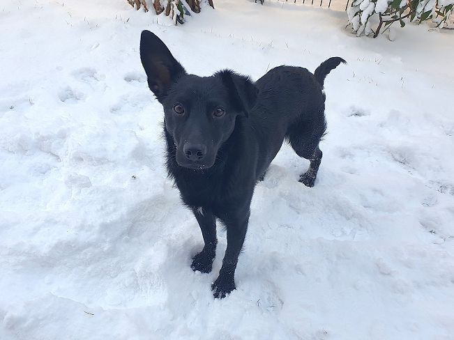 pfotenretterungarn Prince neu (2)