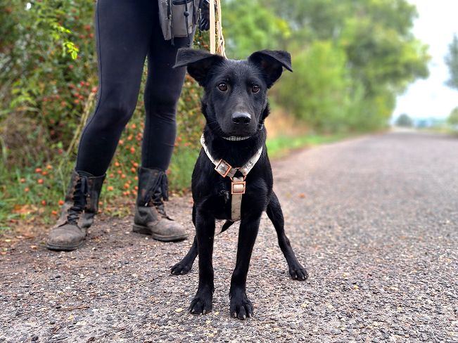 pfotenretterungarn Prince neu (2)