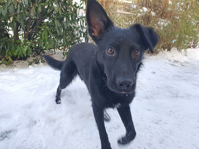 pfotenretterungarn Prince neu (3)