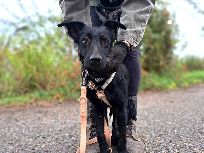 pfotenretterungarn Prince neu (3)