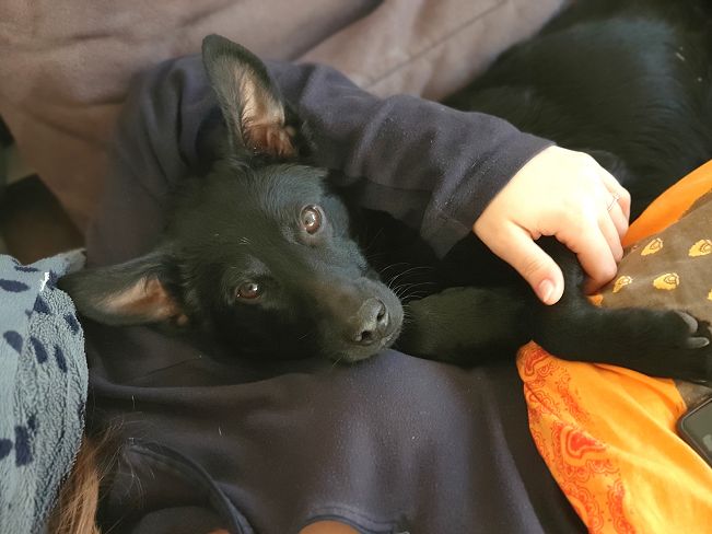 pfotenretterungarn Prince neu (4)