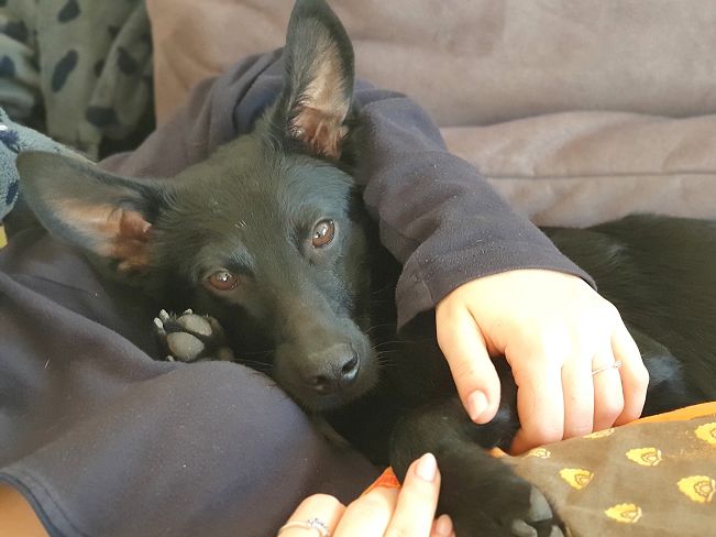 pfotenretterungarn Prince neu (5)