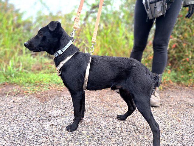 pfotenretterungarn Prince neu (5)