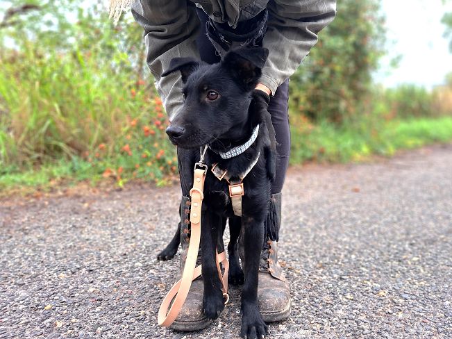 pfotenretterungarn Prince neu (6)