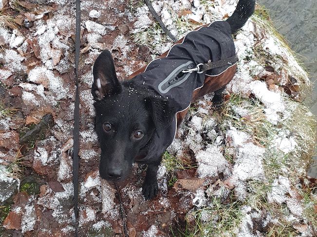 pfotenretterungarn Prince neu (7)