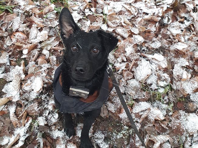 pfotenretterungarn Prince neu (8)