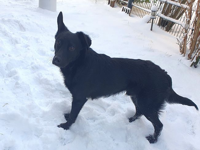 pfotenretterungarn Prince neu (9)