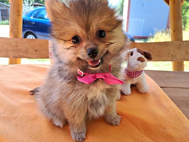 pfotenretterungarn Princess (1)