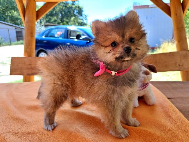 pfotenretterungarn Princess (2)