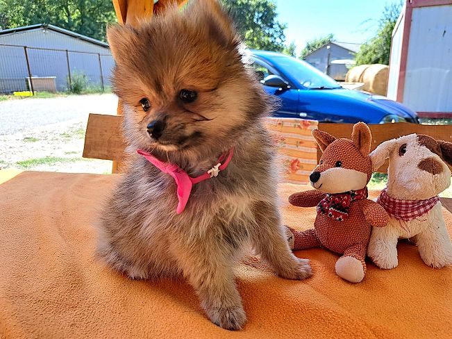 pfotenretterungarn Princess (3)