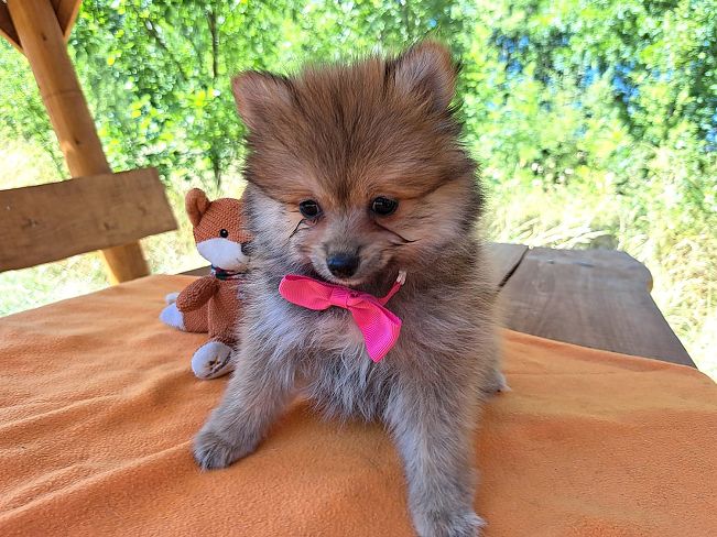 pfotenretterungarn Princess (4)