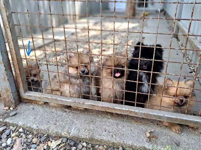 pfotenretterungarn Princess (5)