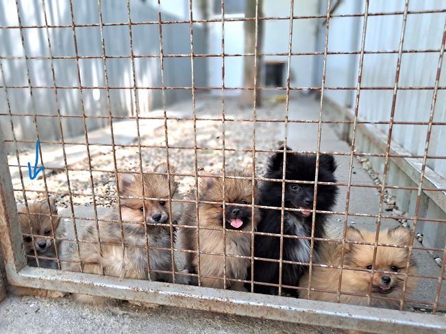 pfotenretterungarn Princess (6)